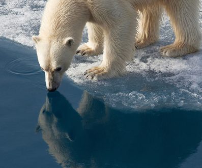 a-polar-bear-standing-on-icy-water-svalbard-region