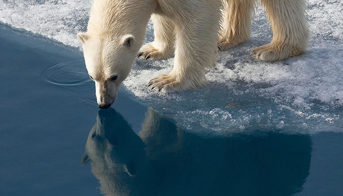 a-polar-bear-standing-on-icy-water-svalbard-region